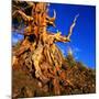 Gnarled Roots and Trunk of Bristlecone Pine, White Mountains National Park, USA-Wes Walker-Mounted Photographic Print