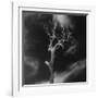 Gnarled Tree, County Offaly, Ireland-Simon Marsden-Framed Giclee Print