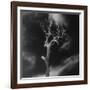 Gnarled Tree, County Offaly, Ireland-Simon Marsden-Framed Giclee Print