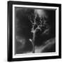 Gnarled Tree, County Offaly, Ireland-Simon Marsden-Framed Giclee Print