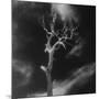 Gnarled Tree, County Offaly, Ireland-Simon Marsden-Mounted Giclee Print