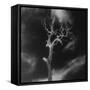 Gnarled Tree, County Offaly, Ireland-Simon Marsden-Framed Stretched Canvas