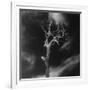 Gnarled Tree, County Offaly, Ireland-Simon Marsden-Framed Giclee Print