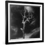 Gnarled Tree, County Offaly, Ireland-Simon Marsden-Framed Giclee Print