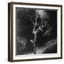 Gnarled Tree, County Offaly, Ireland-Simon Marsden-Framed Giclee Print