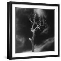 Gnarled Tree, County Offaly, Ireland-Simon Marsden-Framed Giclee Print