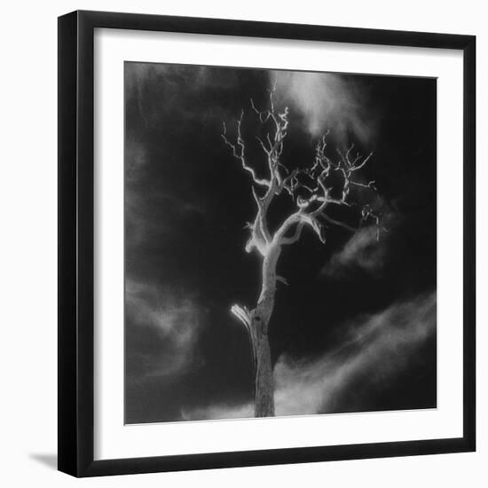 Gnarled Tree, County Offaly, Ireland-Simon Marsden-Framed Giclee Print
