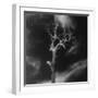 Gnarled Tree, County Offaly, Ireland-Simon Marsden-Framed Giclee Print