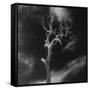 Gnarled Tree, County Offaly, Ireland-Simon Marsden-Framed Stretched Canvas