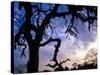 Gnarled Tree Silhouetted by Sunrise, Near a Mursi Village, Omo River Region, Ethiopia-Janis Miglavs-Stretched Canvas