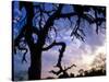 Gnarled Tree Silhouetted by Sunrise, Near a Mursi Village, Omo River Region, Ethiopia-Janis Miglavs-Stretched Canvas