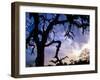 Gnarled Tree Silhouetted by Sunrise, Near a Mursi Village, Omo River Region, Ethiopia-Janis Miglavs-Framed Photographic Print