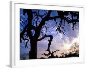 Gnarled Tree Silhouetted by Sunrise, Near a Mursi Village, Omo River Region, Ethiopia-Janis Miglavs-Framed Photographic Print