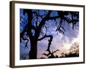 Gnarled Tree Silhouetted by Sunrise, Near a Mursi Village, Omo River Region, Ethiopia-Janis Miglavs-Framed Photographic Print