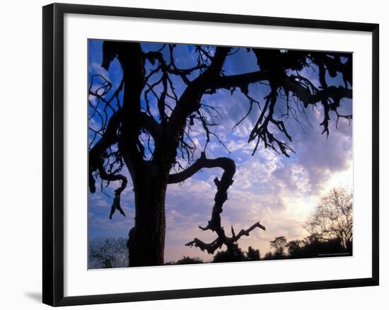 Gnarled Tree Silhouetted by Sunrise, Near a Mursi Village, Omo River Region, Ethiopia-Janis Miglavs-Framed Photographic Print