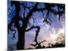 Gnarled Tree Silhouetted by Sunrise, Near a Mursi Village, Omo River Region, Ethiopia-Janis Miglavs-Mounted Photographic Print