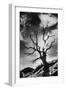 Gnarled Tree, the Black Mountains, Powys, Wales-Simon Marsden-Framed Giclee Print