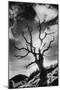 Gnarled Tree, the Black Mountains, Powys, Wales-Simon Marsden-Mounted Giclee Print