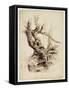 Gnarled Tree Trunk, C.1826 (Pen and Brown Ink over Graphite Pencil on Cream Wove Paper)-Thomas Cole-Framed Stretched Canvas