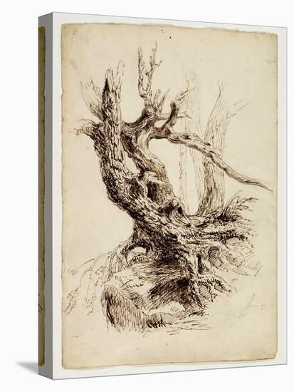 Gnarled Tree Trunk, C.1826 (Pen and Brown Ink over Graphite Pencil on Cream Wove Paper)-Thomas Cole-Stretched Canvas