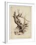 Gnarled Tree Trunk, C.1826 (Pen and Brown Ink over Graphite Pencil on Cream Wove Paper)-Thomas Cole-Framed Giclee Print