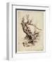 Gnarled Tree Trunk, C.1826 (Pen and Brown Ink over Graphite Pencil on Cream Wove Paper)-Thomas Cole-Framed Premium Giclee Print