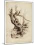 Gnarled Tree Trunk, C.1826 (Pen and Brown Ink over Graphite Pencil on Cream Wove Paper)-Thomas Cole-Mounted Giclee Print