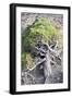 Gnarled vegetation in Cap de Creus, Costa Brava, Catalonia, Spain-Peter Kreil-Framed Photographic Print