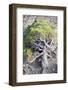 Gnarled vegetation in Cap de Creus, Costa Brava, Catalonia, Spain-Peter Kreil-Framed Photographic Print