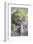 Gnarled vegetation in Cap de Creus, Costa Brava, Catalonia, Spain-Peter Kreil-Framed Photographic Print