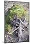 Gnarled vegetation in Cap de Creus, Costa Brava, Catalonia, Spain-Peter Kreil-Mounted Photographic Print