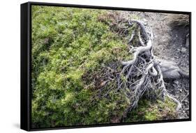 Gnarled vegetation in Cap de Creus, Costa Brava, Catalonia, Spain-Peter Kreil-Framed Stretched Canvas