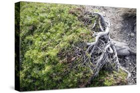 Gnarled vegetation in Cap de Creus, Costa Brava, Catalonia, Spain-Peter Kreil-Stretched Canvas