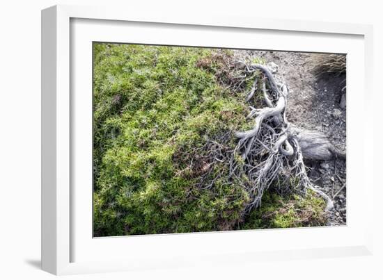 Gnarled vegetation in Cap de Creus, Costa Brava, Catalonia, Spain-Peter Kreil-Framed Photographic Print