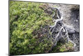 Gnarled vegetation in Cap de Creus, Costa Brava, Catalonia, Spain-Peter Kreil-Mounted Photographic Print