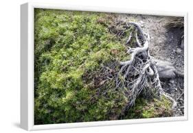 Gnarled vegetation in Cap de Creus, Costa Brava, Catalonia, Spain-Peter Kreil-Framed Photographic Print