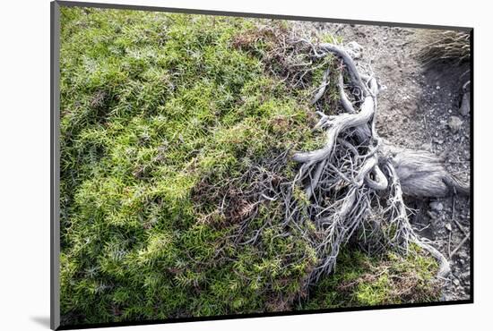 Gnarled vegetation in Cap de Creus, Costa Brava, Catalonia, Spain-Peter Kreil-Mounted Photographic Print