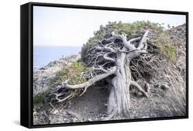 Gnarled vegetation in Cap de Creus, Costa Brava, Catalonia, Spain-Peter Kreil-Framed Stretched Canvas