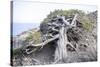 Gnarled vegetation in Cap de Creus, Costa Brava, Catalonia, Spain-Peter Kreil-Stretched Canvas