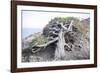 Gnarled vegetation in Cap de Creus, Costa Brava, Catalonia, Spain-Peter Kreil-Framed Photographic Print