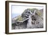 Gnarled vegetation in Cap de Creus, Costa Brava, Catalonia, Spain-Peter Kreil-Framed Photographic Print
