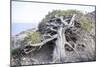 Gnarled vegetation in Cap de Creus, Costa Brava, Catalonia, Spain-Peter Kreil-Mounted Photographic Print