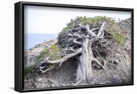 Gnarled vegetation in Cap de Creus, Costa Brava, Catalonia, Spain-Peter Kreil-Framed Photographic Print