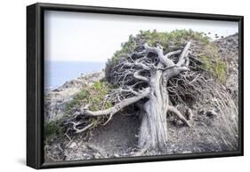 Gnarled vegetation in Cap de Creus, Costa Brava, Catalonia, Spain-Peter Kreil-Framed Photographic Print