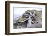 Gnarled vegetation in Cap de Creus, Costa Brava, Catalonia, Spain-Peter Kreil-Framed Photographic Print