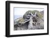 Gnarled vegetation in Cap de Creus, Costa Brava, Catalonia, Spain-Peter Kreil-Framed Photographic Print