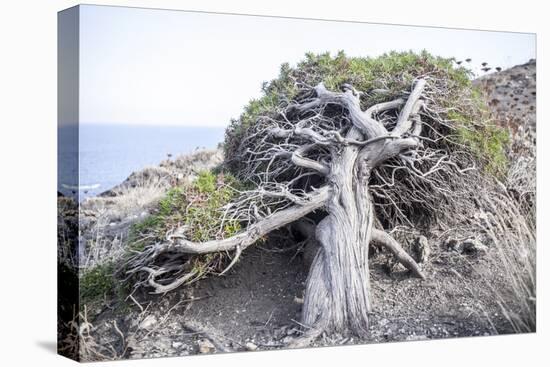 Gnarled vegetation in Cap de Creus, Costa Brava, Catalonia, Spain-Peter Kreil-Stretched Canvas