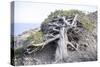 Gnarled vegetation in Cap de Creus, Costa Brava, Catalonia, Spain-Peter Kreil-Stretched Canvas