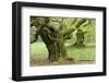 Gnarly Old Beeches in a Former Pastoral Forest in Early Spring, Kellerwald, Hessen, Germany-Andreas Vitting-Framed Photographic Print