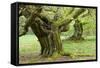 Gnarly Old Beeches in a Former Pastoral Forest in Early Spring, Kellerwald, Hessen, Germany-Andreas Vitting-Framed Stretched Canvas